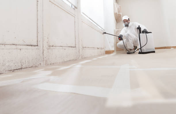 24/7 Emergency Attic Mold Remediation experts in Verona, VA