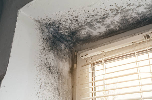Affordable Attic Mold Remediation solutions in Verona, VA